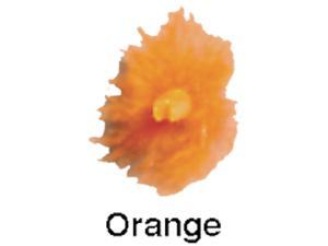 Gateway Feather Orange Feather Tracer Gateway Feather Orange Feather Tracer