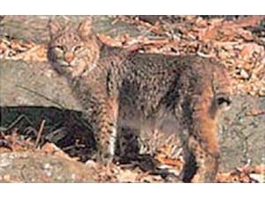 Delta Sports Products #116 Bobcat Target Delta Sports Products #116 Bobcat Target