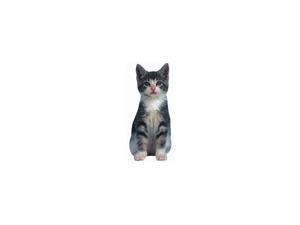 Spinny the Kitten Die-Cut Magnet Spinny the Kitten Die-Cut Magnet