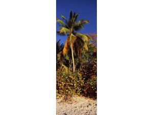 Trees on the beach, Cinnamon Bay, Virgin Islands National Park, St. John, US Virgin Islands Print by Panoramic Images Trees on the beach, Cinnamon Bay, Virgin Islands National Park, St. John, US Virgin Islands Print by Panoramic Images