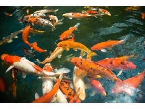 Ornament Koi or Common Carp, Shopping Mall Pond, Malacca, Historic Melaka, Malaysia Peninsula, Malaysia, SE Asia Print Ornament Koi or Common Carp, Shopping Mall Pond, Malacca, Historic Melaka, Malaysia Peninsula, Malaysia, SE Asia Print