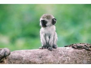 Tanzania, Ngorogoro Crate, Wild vervet monkey baby Poster Print by Jaynes Gallery (35 x 24) Tanzania, Ngorogoro Crate, Wild vervet monkey baby Poster Print by Jaynes Gallery (35 x 24)