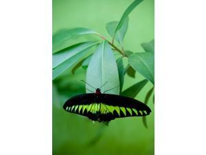 Rajah Brooke's Birdwing, Malaysia's national butterfly Poster Print by Cindy Miller Hopkins (15 x 22) Rajah Brooke's Birdwing, Malaysia's national butterfly Poster Print by Cindy Miller Hopkins (15 x 22)