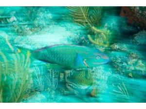 Stoplight Parrotfish, Virgin Gorda Island, British Virgin Islands, Caribbean Print by Stuart Westmorland (24 x 15) Stoplight Parrotfish, Virgin Gorda Island, British Virgin Islands, Caribbean Print by Stuart Westmorland (24 x 15)