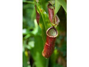 Old World carnivorous pitcher plant hanging from tendril, Penang, Malaysia Print by Cindy Miller Hopkins (24 x 36) Old World carnivorous pitcher plant hanging from tendril, Penang, Malaysia Print by Cindy Miller Hopkins (24 x 36)