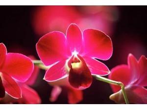Malaysia, Orchid Poster Print by Michele Molinari (36 x 24) Malaysia, Orchid Poster Print by Michele Molinari (36 x 24)