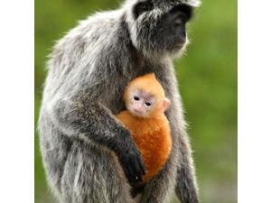 Silver Leaf Monkey and offspring, Borneo, Malaysia Poster Print by Jay Sturdevant (24 x 24) Silver Leaf Monkey and offspring, Borneo, Malaysia Poster Print by Jay Sturdevant (24 x 24)