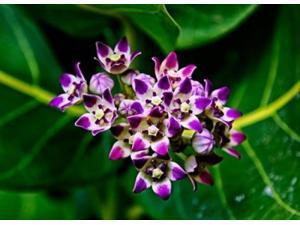 Crown Flower in Virgin Gorda, British Virgin Islands Poster Print by Joe Restuccia III (24 x 18) Crown Flower in Virgin Gorda, British Virgin Islands Poster Print by Joe Restuccia III (24 x 18)