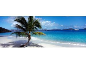 Palm tree on the beach, Salomon Beach, Virgin Islands National Park, St. John, US Virgin Islands Poster Print (27 x 9) Palm tree on the beach, Salomon Beach, Virgin Islands National Park, St. John, US Virgin Islands Poster Print (27 x 9)