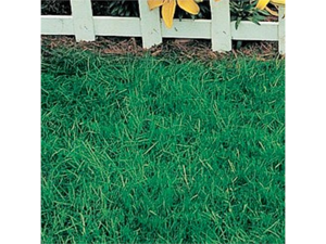 6lbs. Canada Green Grass Seed 6lbs. Canada Green Grass Seed