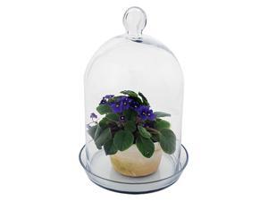 Glass Bell Jar Terrarium II Glass Bell Jar Terrarium II
