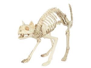 Skeleton Cat Skeleton Cat