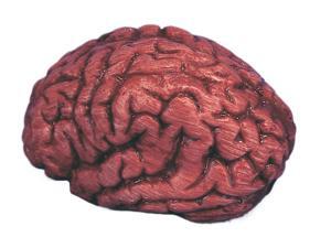 Loftus Bloody Brain Halloween 6" Decoration Prop, Red White Loftus Bloody Brain Halloween 6" Decoration Prop, Red White