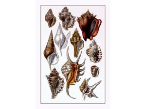 Buyenlarge - 11724-9CG28 - Shells: Trachelipoda #5 28x42 Giclee on Canvas Buyenlarge - 11724-9CG28 - Shells: Trachelipoda #5 28x42 Giclee on Canvas