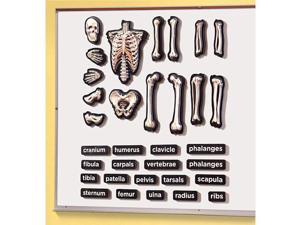 Educational Insights Hands-On 3-D Demo Magnets Skeleton. Educational Insights Hands-On 3-D Demo Magnets Skeleton.
