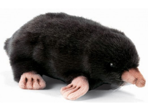 Hansa Mole Hansa Mole