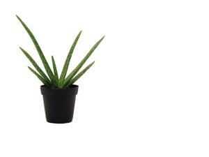 Delray Plants Aloe Vera in 4" Pot Delray Plants Aloe Vera in 4" Pot
