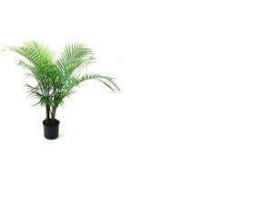 Delray Plants Majesty Palm in 10" Pot Delray Plants Majesty Palm in 10" Pot