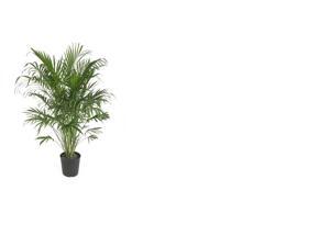 Delray Plants Cat Palm in 10" Pot Delray Plants Cat Palm in 10" Pot