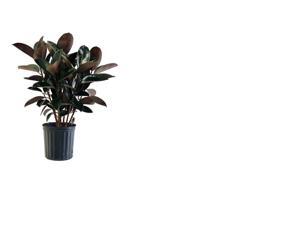 Delray Plants Burgundy Rubber Plant in 10" Pot Delray Plants Burgundy Rubber Plant in 10" Pot