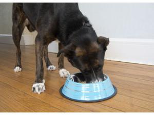 Iconic Pet - Color Splash Stripe Non-Skid Pet Bowl for Dog or Cat - Blue - 64 oz - 8 cup Iconic Pet - Color Splash Stripe Non-Skid Pet Bowl for Dog or Cat - Blue - 64 oz - 8 cup