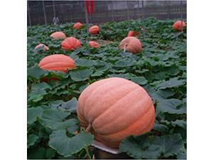 12 Seeds of Special Vegetable Seeds the Giant Pumpkin Seeds Extra Large Pumpkin Seeds Huge Pumpkins 12 Seeds of Special Vegetable Seeds the Giant Pumpkin Seeds Extra Large Pumpkin Seeds Huge Pumpkins