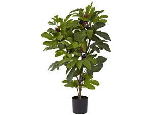 32? Fig Tree w/42 Lvs & 15 Figs 32? Fig Tree w/42 Lvs & 15 Figs