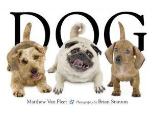 Dog Dog