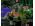 Warcraft III Battlechest PC Game - image 3