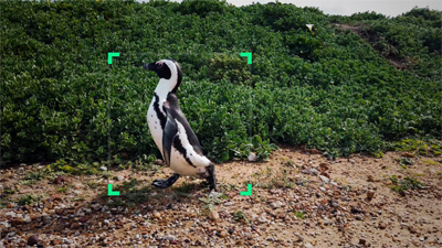 A penguin by some green shrubbery