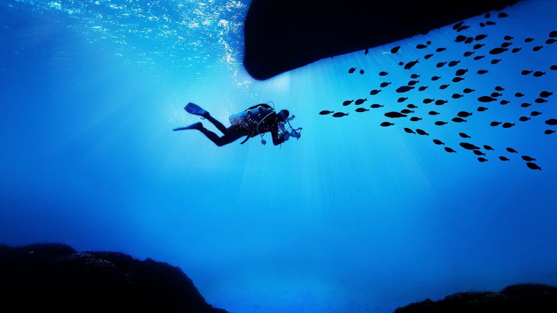 a diver encountering a group of fish in the deep blue sea