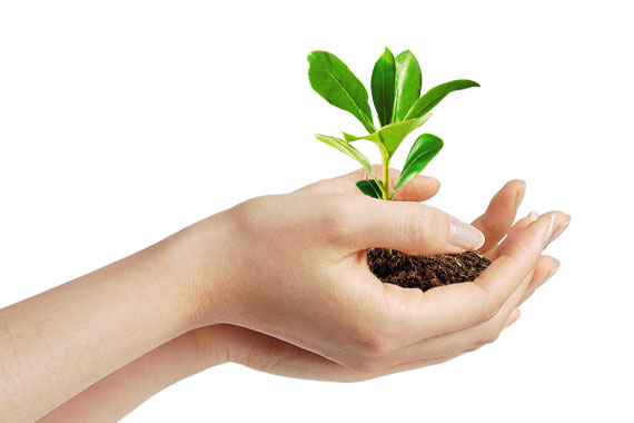 Two hands holding up soil and a young plant