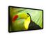 newegg