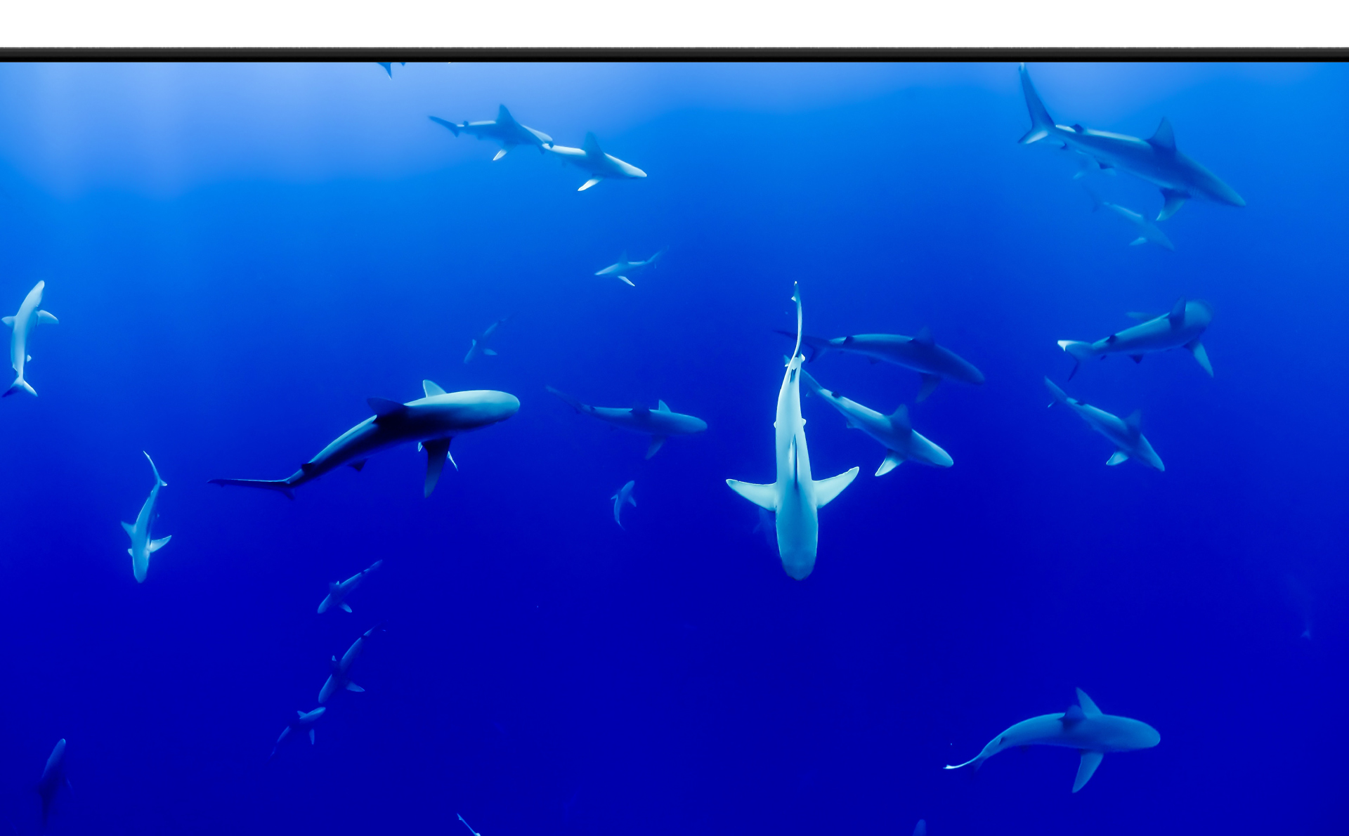  a deep sea with many sharks image as screen