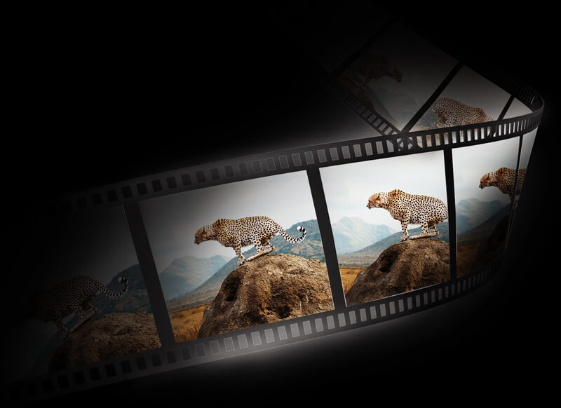 Graphics of picture slides showing a leopard on a rock