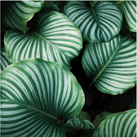 Environmentally Friendly