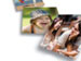 newegg