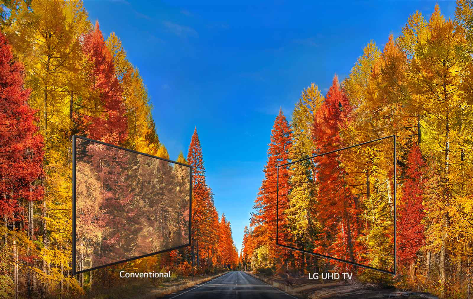 Two displays facing each other mirroring a background image of fall trees with a road running up the middle. The two displays are showing comparisons of conventional versus LG UHD TV picture quality