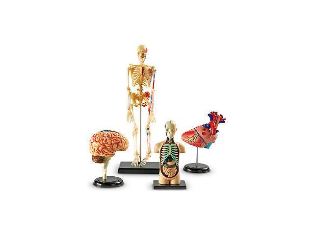 LEARNING RESOURCES LER3338 Anatomy Models Set