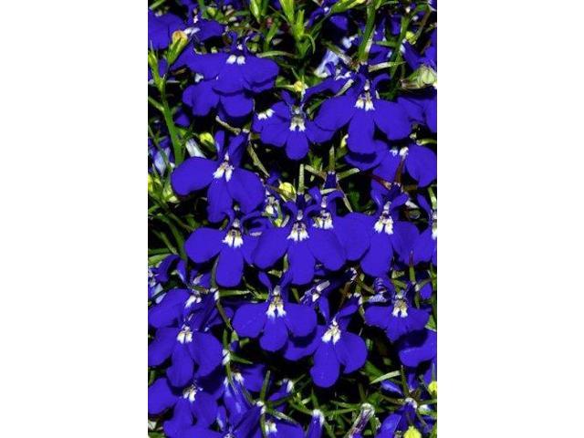 The Dirty Gardener Lobelia Erinus Half Moon Flowers 200 Seeds The Dirty Gardener Lobelia Erinus Half Moon Flowers 200 Seeds