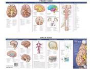 Anatomy of the Brain Study Guide Illustrated Pocket Anatomy 2 LAM CHRT