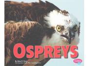 Ospreys Pebble Plus