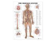 The Nervous System Anatomical Chart WAL CHRT