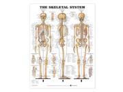 Skeletal System LAM CHRT