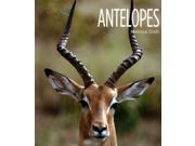 Antelopes Living Wild