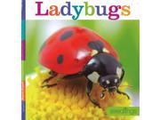 Ladybugs Seedlings NOV