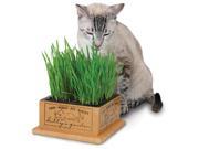 Smart Cat 3844 Kitty s Garden Case of 4