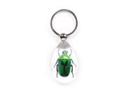 Ed Speldy East SK606 Real Bug Key Chain Tear Drop Shape Clear Green Chafer Beetle