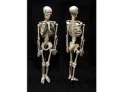 Ginsberg Scientific 7 1413 Skeleton Model With Nerves 34 Inch