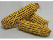 Shafer Seed Corn On The Cob 40 Pound